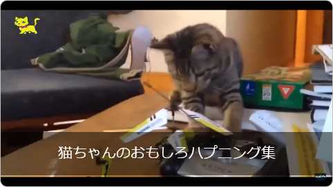 かわいい 猫ちゃんのハプニングがおもしろ過ぎるwwwwwwwww Hiroiro